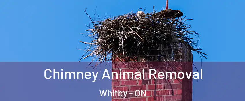 Chimney Animal Removal Whitby - ON